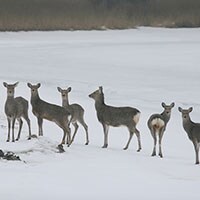 一夫多妻制の国は世界にどのくらいあるもの？