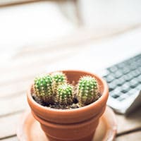 生育期と休眠期がある サボテンの正しい育て方知ってる?