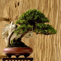 世界大会もある!? 盆栽ってどう楽しむものなの？