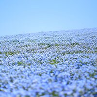 赤・黄・青・紫　一面一色の景色を味わえる国内スポットはこんなにたくさん！