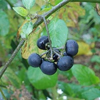 【夏休みの自由研究にもピッタリ！】ハックルベリーでおもしろ科学実験キッチン！