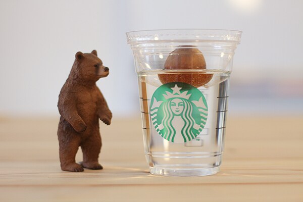 【スタバあるある】フラペチーノを飲んだら水耕栽培すべし