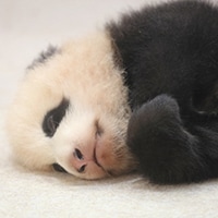 上野動物園のパンダ・シンシンが出産!ところで歴代の名前知ってる?