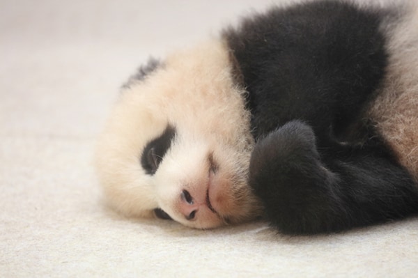 上野動物園のパンダ・シンシンが出産!ところで歴代の名前知ってる?