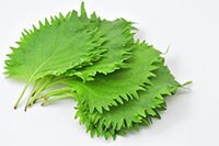 余った薬味どうしてる？大葉を使い切れるレシピに注目！