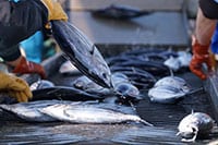 【油や○○】10月から値上がりする身近なものは？