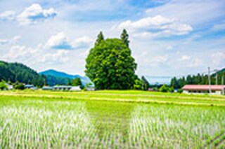 【めいとこねこバス】ジブリの名作「となりのトトロ」続編とは？