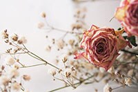 【まさかのレンチン】ドライフラワーでより長く“お花”を楽しもう！