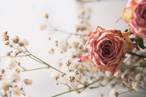 【まさかのレンチン】ドライフラワーでより長く“お花”を楽しもう!