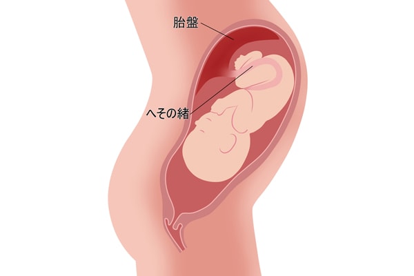 【プレママ必読】妊娠中につくられる「胎盤」の正体は？