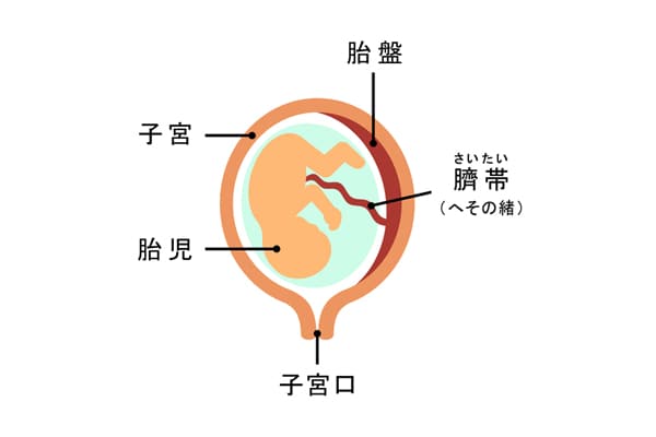 【プレママ必読】妊娠中に知っておきたい胎盤トラブル