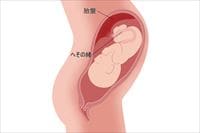 【プレママ必読】妊娠中につくられる「胎盤」の正体は？
