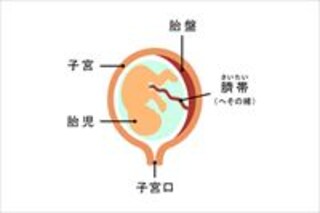 【プレママ必読】妊娠中に知っておきたい胎盤トラブル