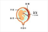 【プレママ必読】妊娠中に知っておきたい胎盤トラブル