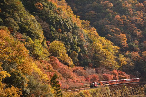 最近は遊覧船も人気！嵯峨野観光鉄道トロッコ列車（京都府）