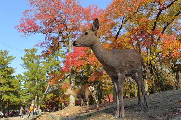 関西の定番観光地、シカとふれあえる奈良公園(奈良県)