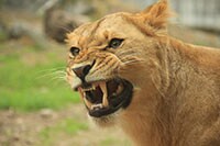 赤ちゃんを抱っこされただけで嫌悪感…ママ達 の「ガルガル期」体験談