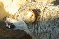 「ガルガル期」はなぜ引き起こされる?感情の振り幅が大きくなる産後