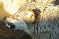 「ガルガル期」はなぜ引き起こされる？感情の振り幅が大きくなる産後