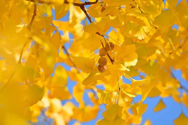 実は防虫効果もあった!?イチョウの知られざるパワー