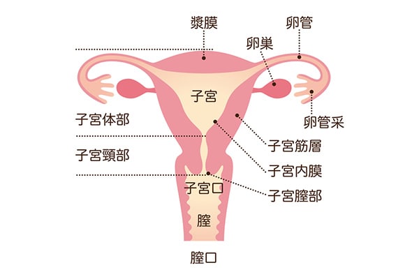 閉経前後に多いという“子宮体がん”何歳から検診は必要?
