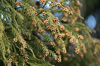 都民の約半数は花粉症!?みんながやってる花粉対策ランキング