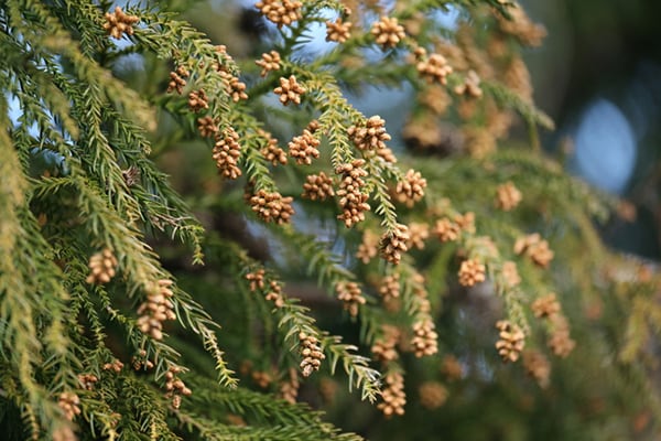 都民の約半数は花粉症!?みんながやってる花粉対策ランキング