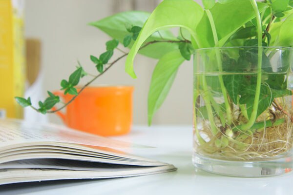 【おしゃかわ】水耕栽培で植物を育てる方法とは？