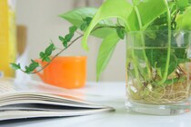 【おしゃかわ】水耕栽培で植物を育てる方法とは？