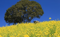 【まもなく見頃】インスタ映え確実！菜の花が一面に広がる全国の公園・名所14選