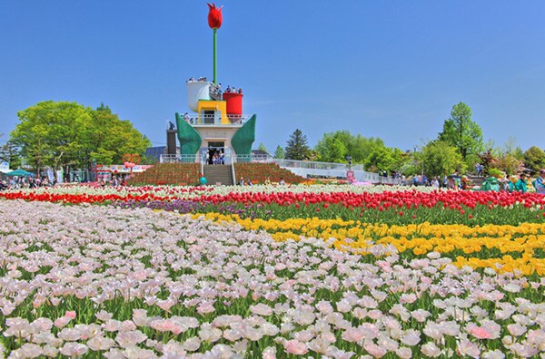 【こんなに!?】たくさんのチューリップが一望できる全国の公園・名所12選