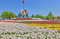 【こんなに!?】たくさんのチューリップが一望できる全国の公園・名所12選