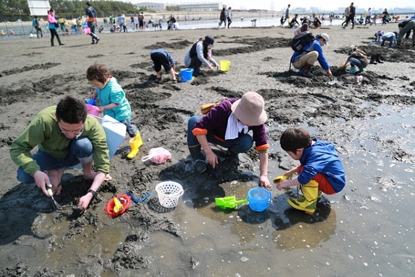 子どもでも簡単に獲れる? アサリがたくさんいる場所