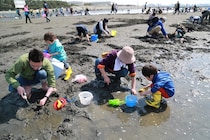 子どもでも簡単に獲れる？　アサリがたくさんいる場所