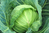【柔らかくて甘い！】春キャベツの選び方とレシピ