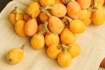 食べきれなかった…余ったびわの活用レシピ3選