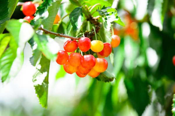 3日しかもたない!? 傷みやすいサクランボの“NG保存法”とは
