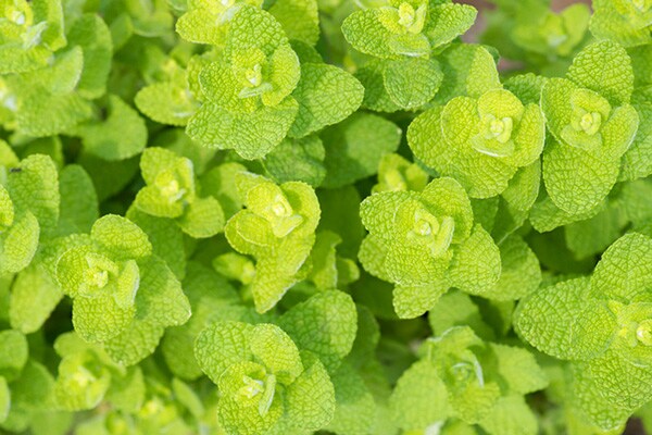 増えすぎてしまったミントは○○に変身！ 活用方法3選