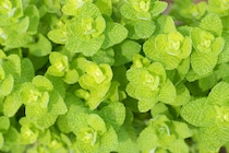 増えすぎてしまったミントは○○に変身！ 活用方法3選