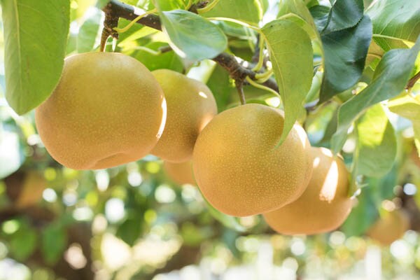 ちょっと傷んでる…そんな時に役立つ「梨」活用レシピ4選！