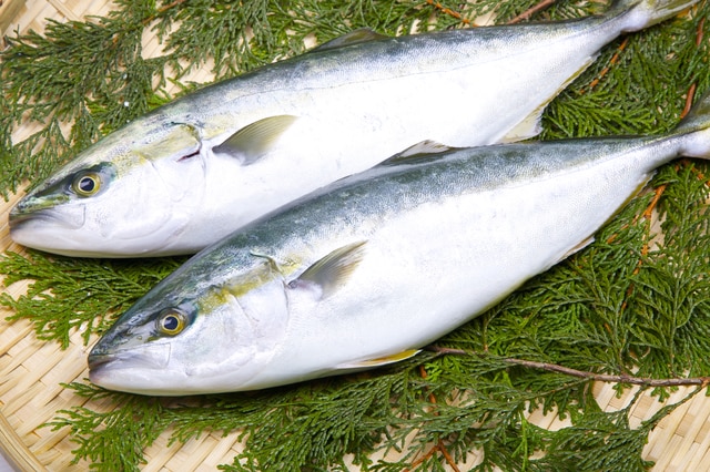 【ブリの日】和食だけじゃない！　ブリのアレンジレシピ3選