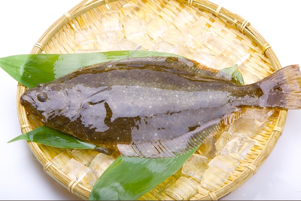 ふっくらおいしい! 旬のひらめのレシピ3選