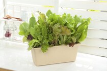 初心者でも元が取れる“お得”な便利野菜5選