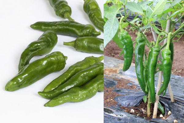 とうがらしの１品種「スナックとうがらし」。青いうちは比較的辛味が少なく、生でもおいしく食べられる※