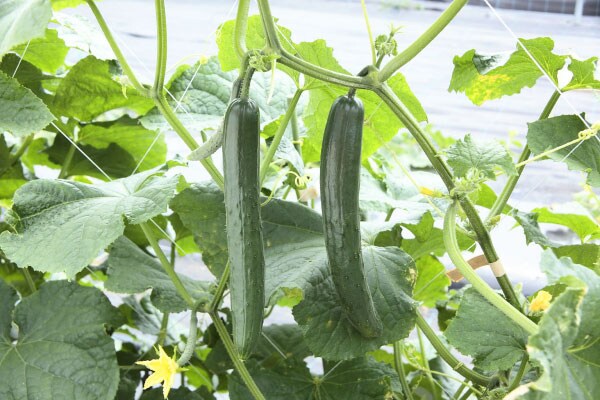 きゅうりの1品種「夏バテ知らず」。うどんこ病にかかりにくく、長く収穫ができる
