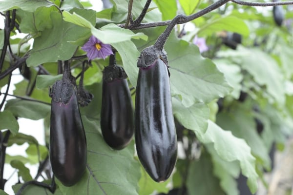 春植え、ベランダプランターで作れる楽々野菜5選