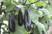 春植え、ベランダプランターで作れる楽々野菜5選