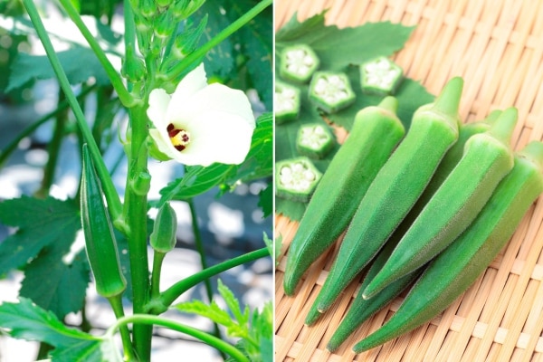 オクラの１品種「満点（R）」。草丈が低いのが特徴