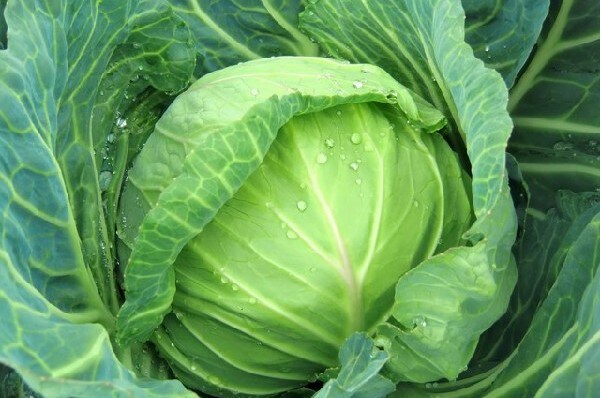 春キャベツを炊飯器で調理するお手軽レシピ3選！