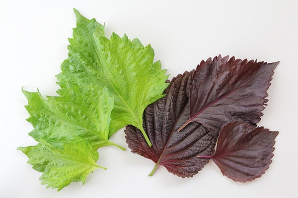 知ってる? しそと大葉の違い